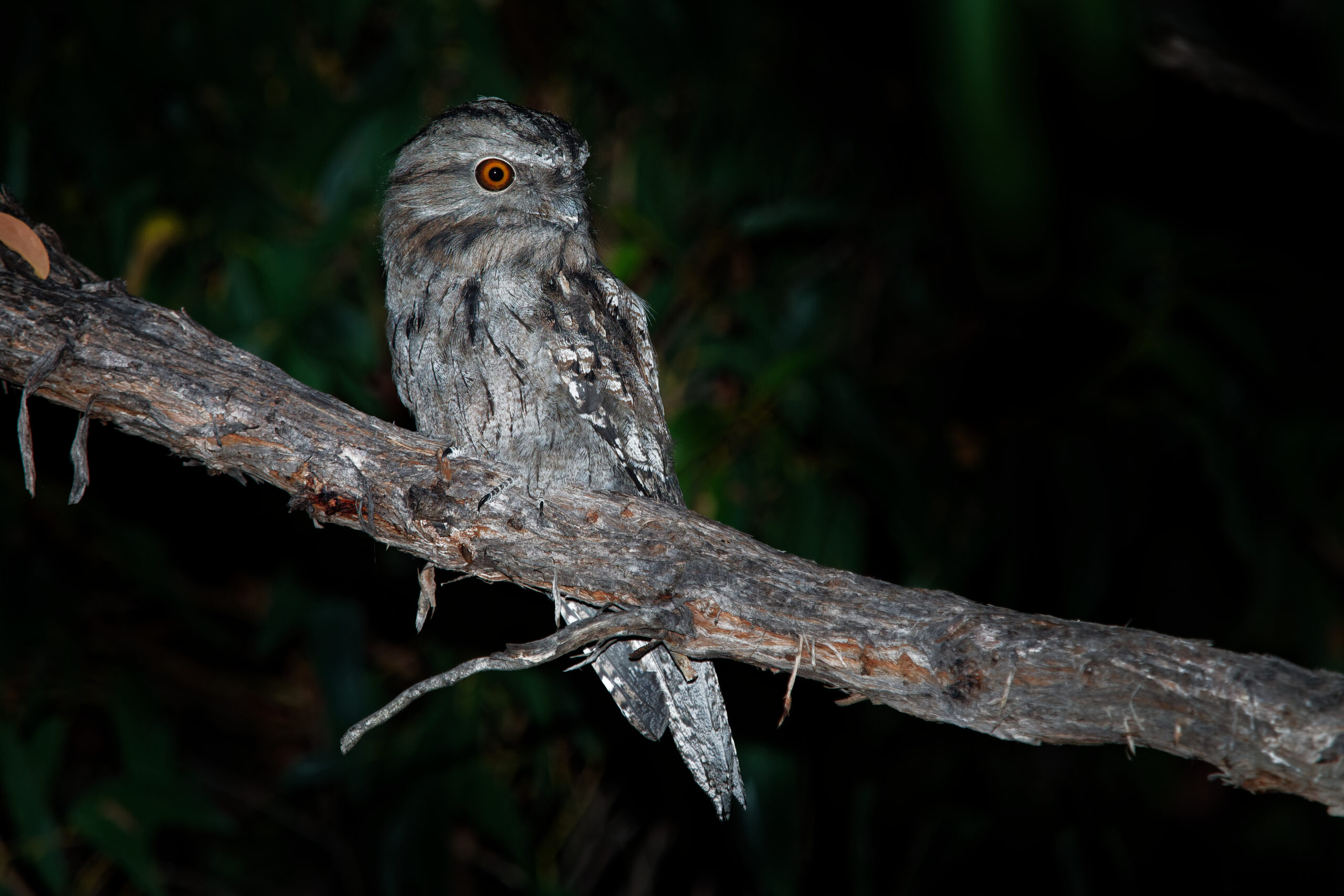 Tawny Frogmouth (Podargus strigoides) nightjar from Australia, sitting on the tree in the night.